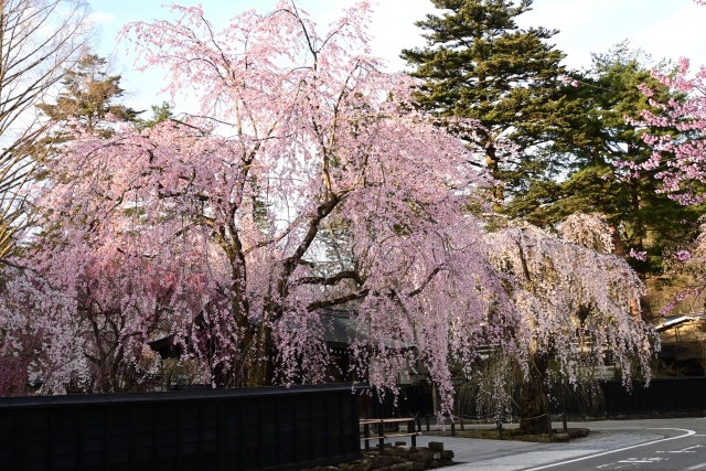 角館の桜の見頃はいつ？2026年最新情報とおすすめ観光スポット完全ガイド