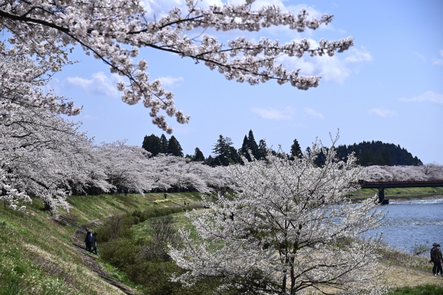 桧木内川の桜並木｜歩くだけで気持ちいい絶景ルート